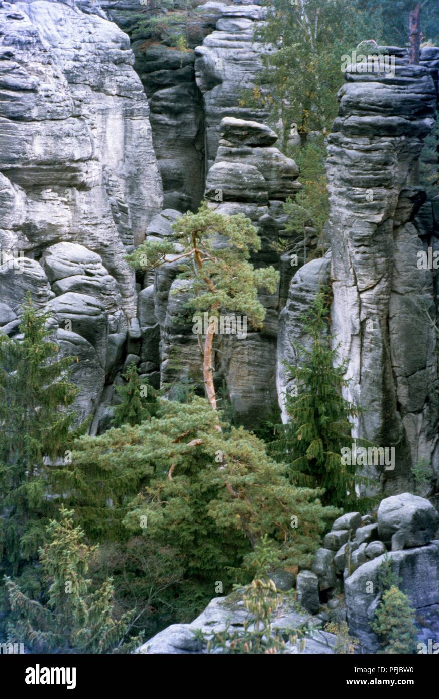 Tschechische Republik, Südböhmen, Cesky Raj, Prachover skaly (Böhmisches Paradies), Bäume und Felsen Stockfoto