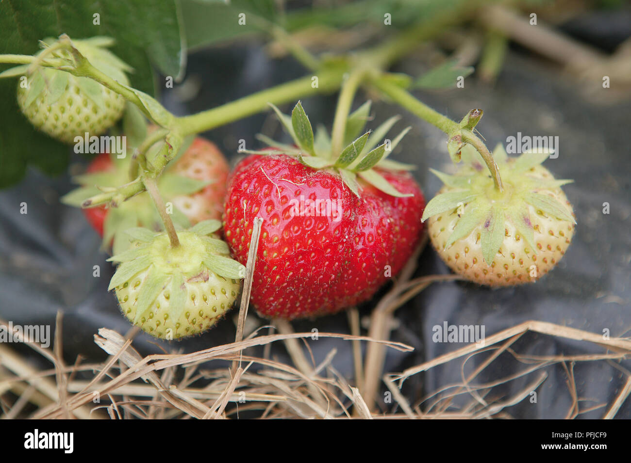 Rote reife Erdbeere im unreifen Obst, close-up Stockfoto