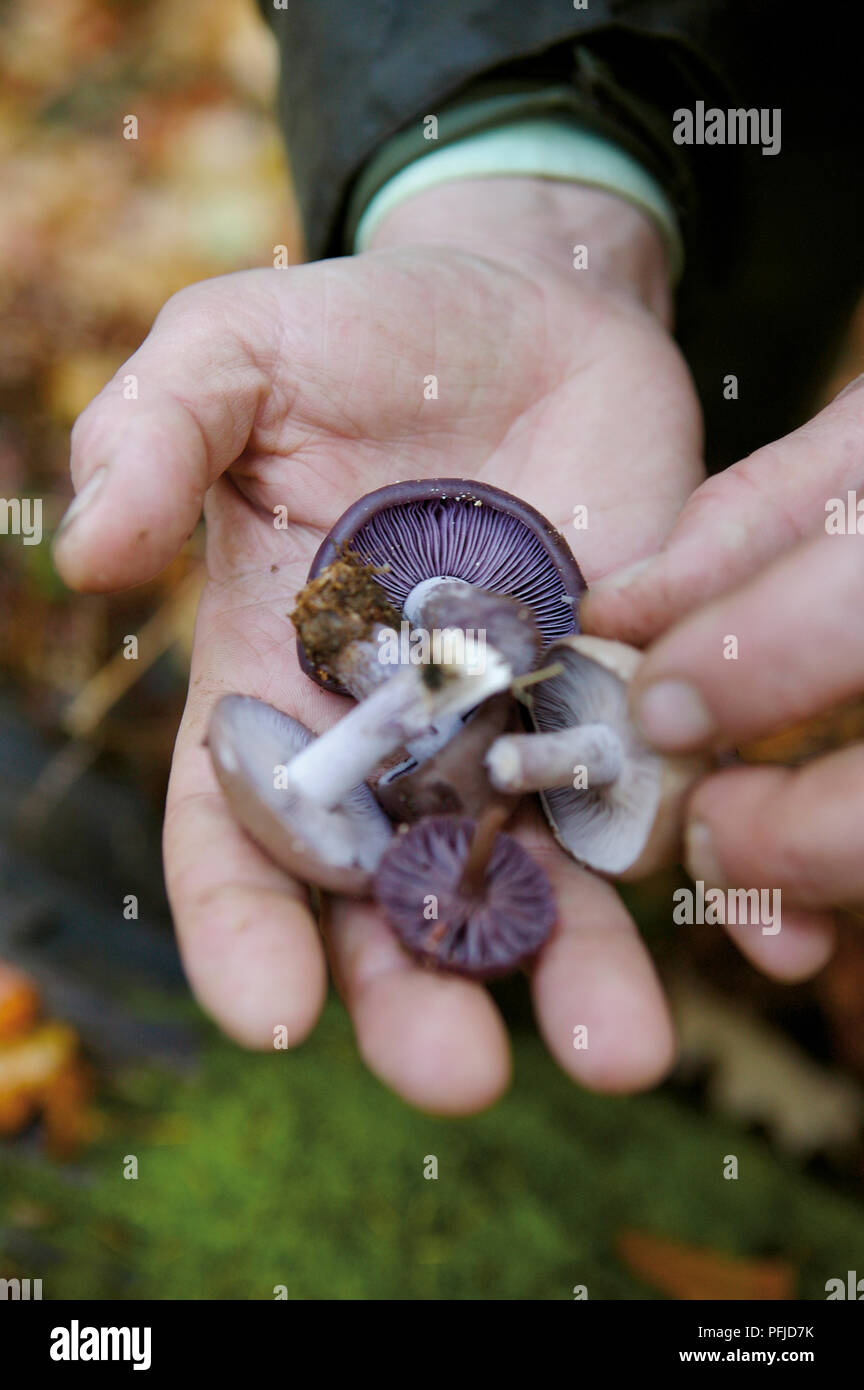 Mann, essbare Pilze in offenen Handfläche Stockfoto
