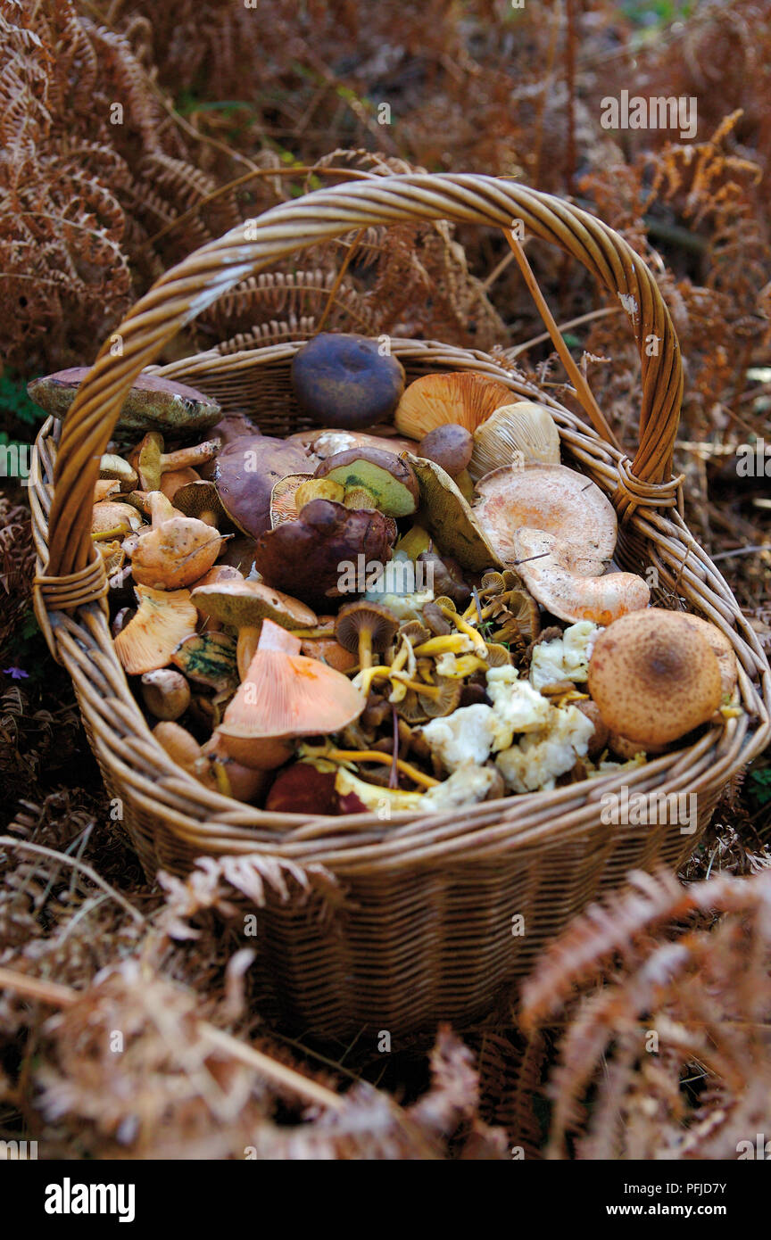 Essbarer farn -Fotos und -Bildmaterial in hoher Auflsung  Alamy