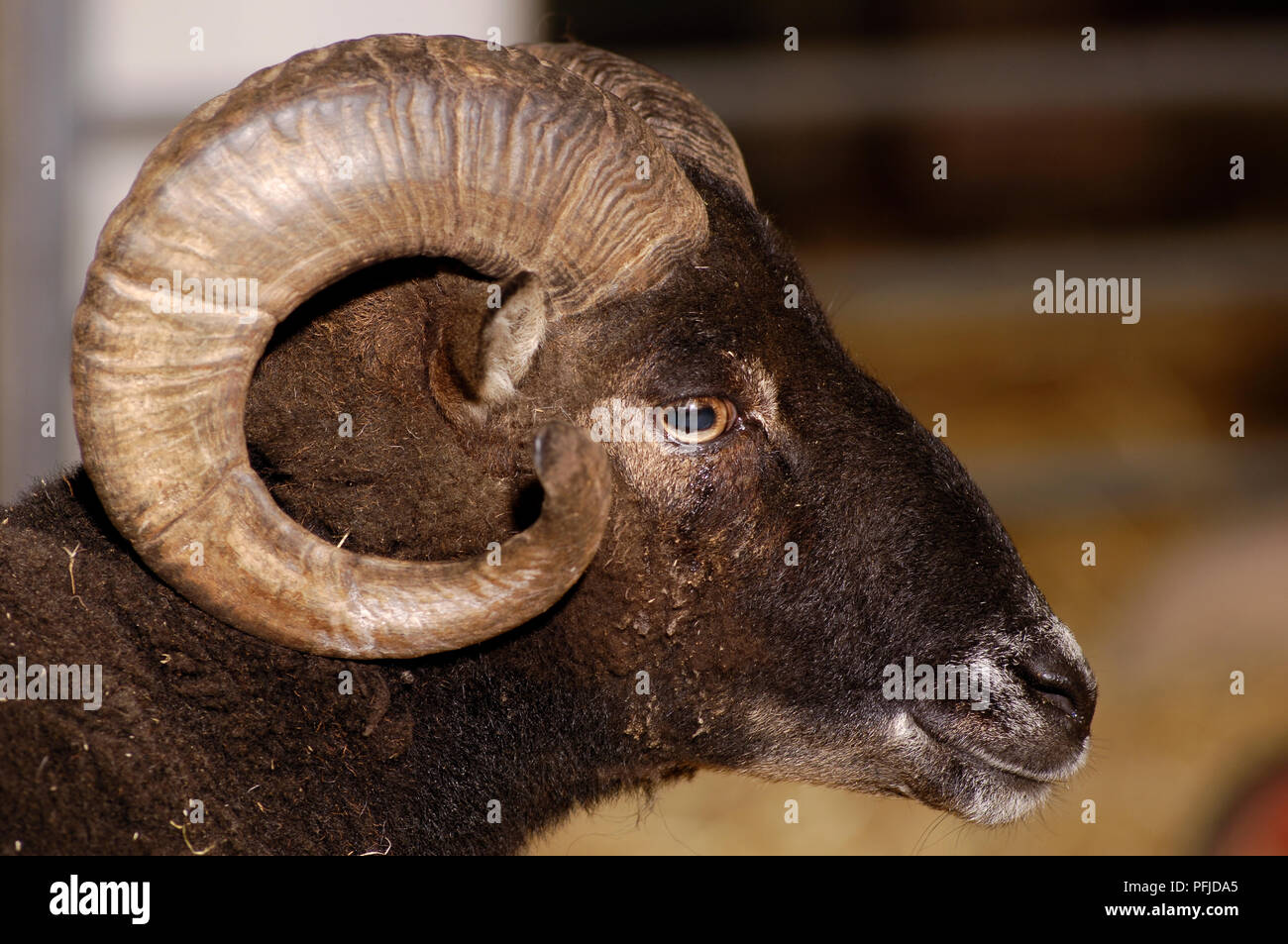 Schaf mit gebogenen Hörnern, close-up Stockfoto