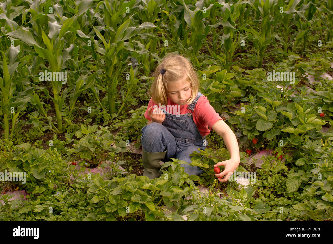 Mädchen Kommissionierung Erdbeeren, close-up Stockfoto