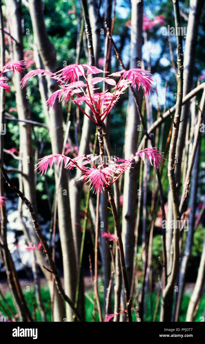 Toona sinensis (Chinesischer Mahagoni), Äste mit rosa Laub, close-up Stockfoto