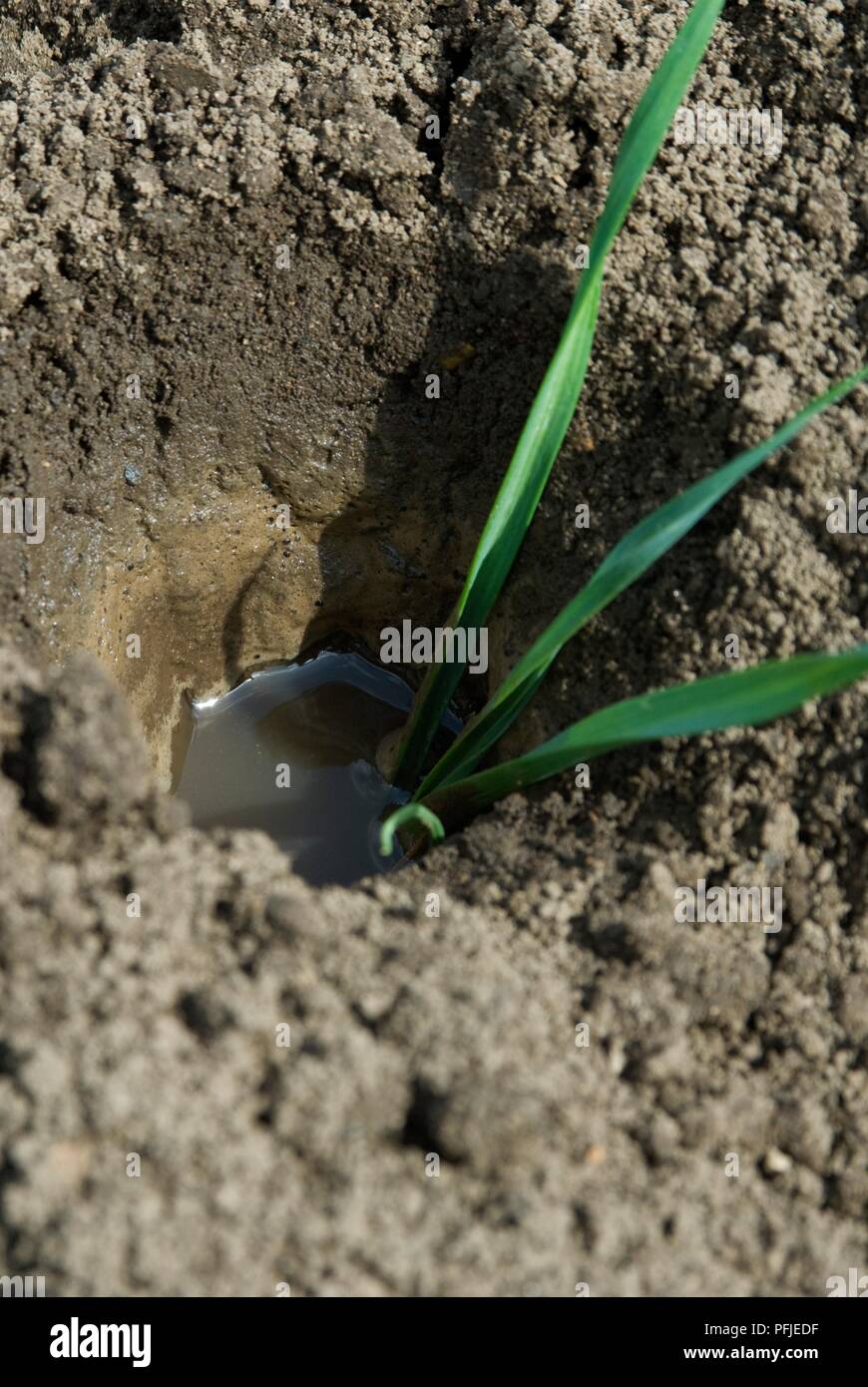 Lauch Pflanze in das Loch im Boden, mit Wasser gefüllt, close-up Stockfoto