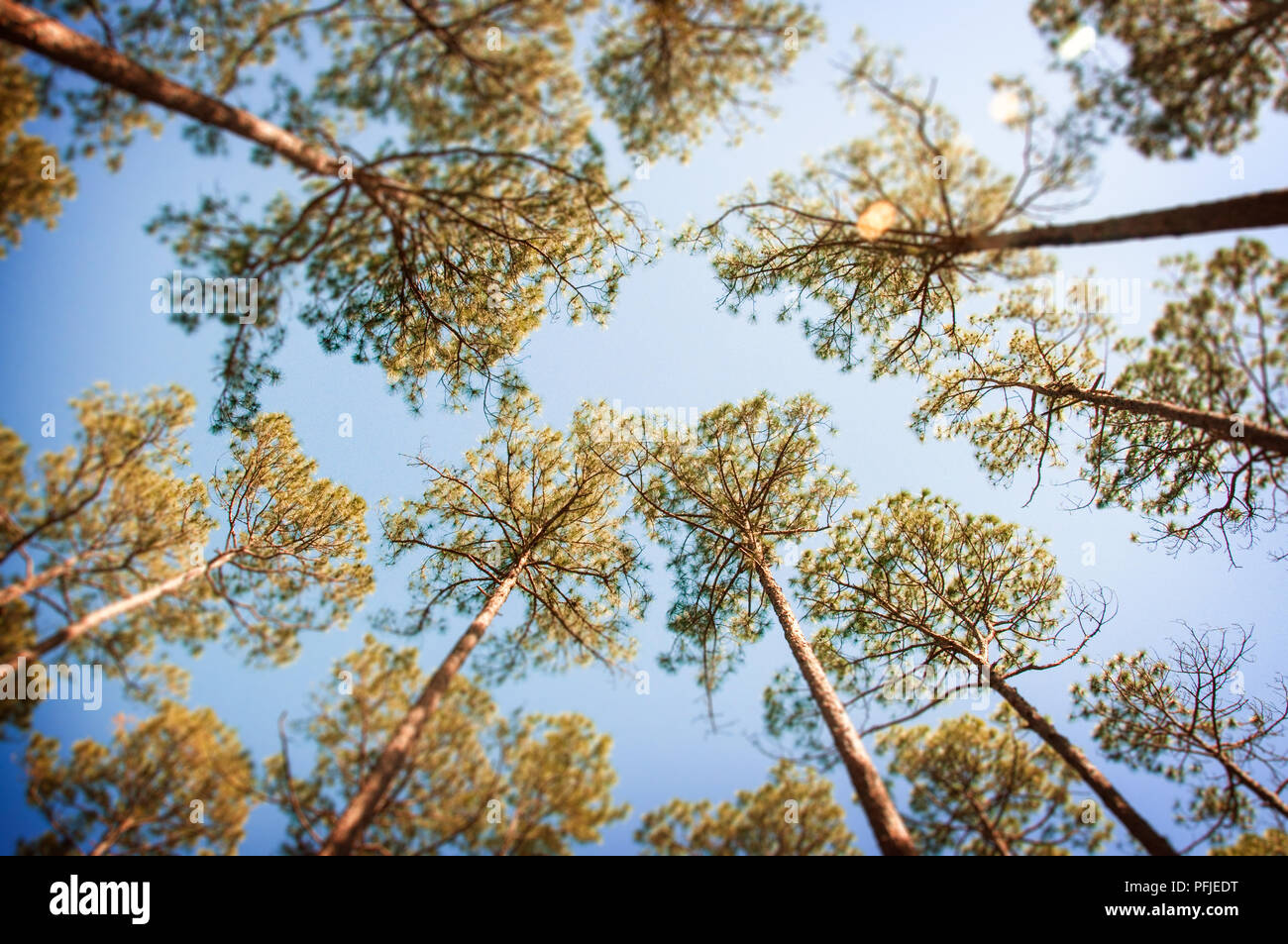 Pinien mit Sun flare suchen gerade nach oben Stockfoto