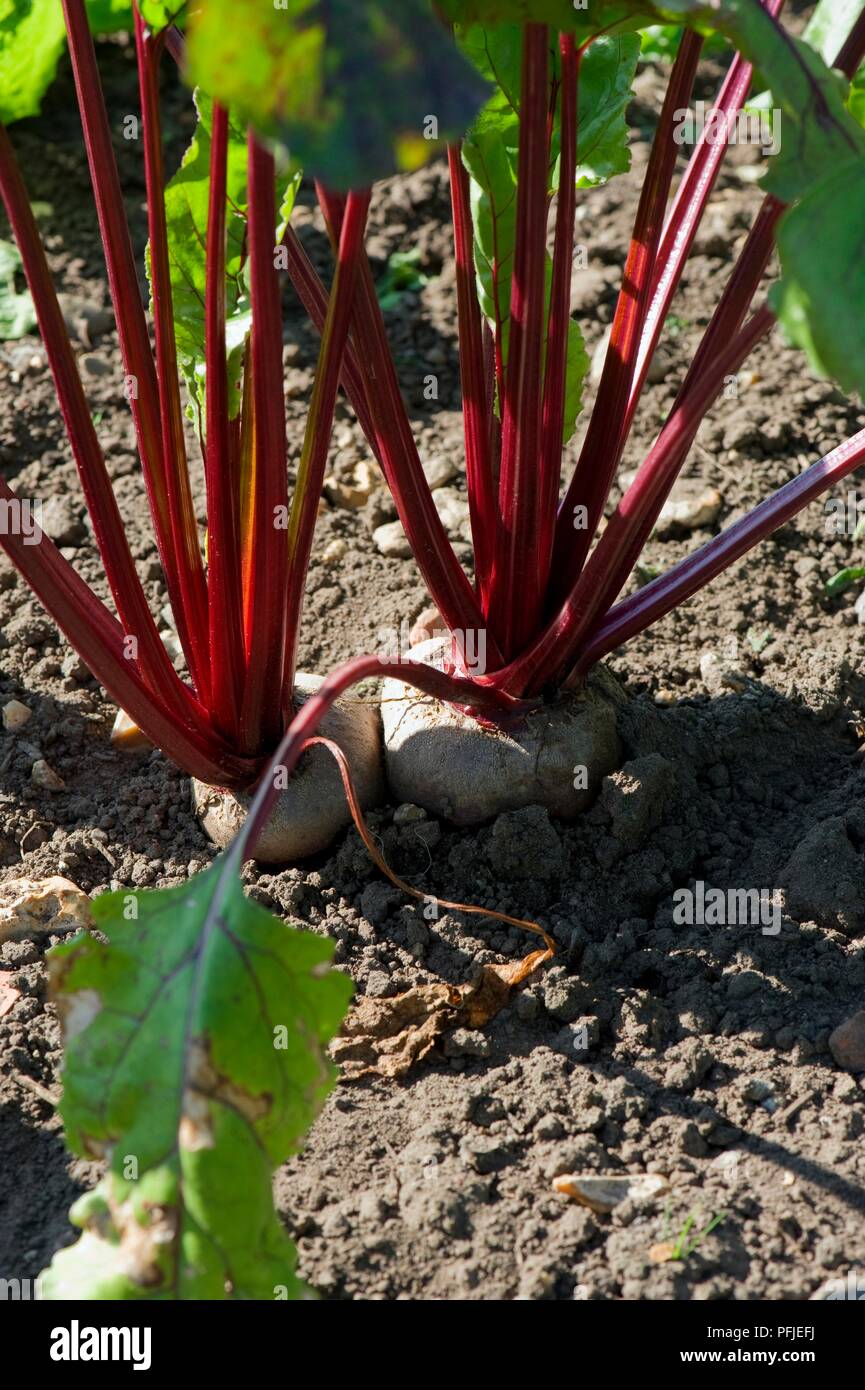 Zwei rote Bete 'Chioggia' auf Boden, close-up Stockfoto