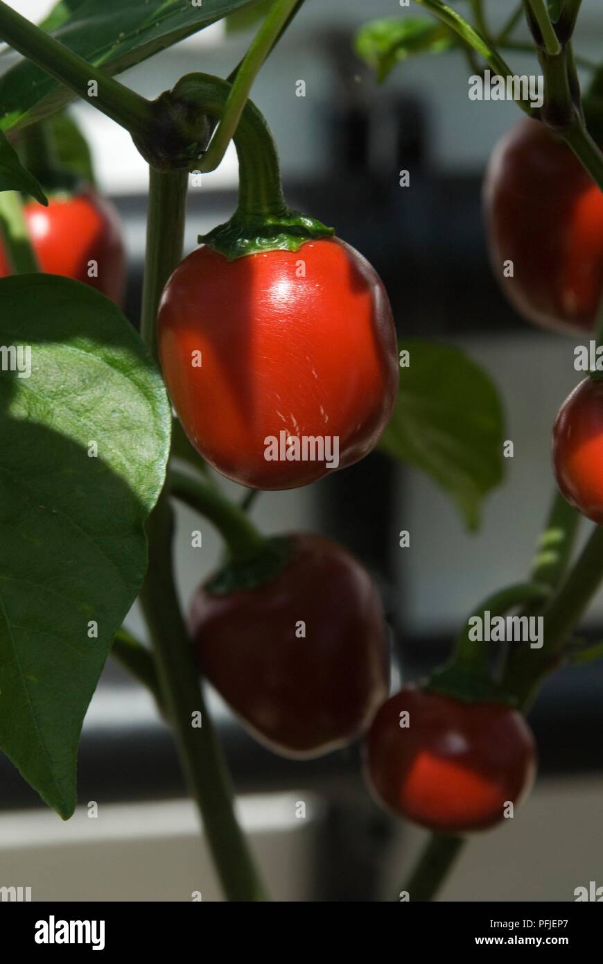 Red Cherry Bomb Paprika, close-up Stockfoto