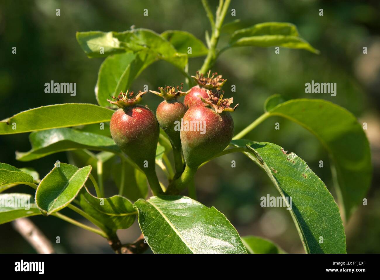 Früchte und Blätter von Pear" Fondante d'Automne", Nahaufnahme Stockfoto