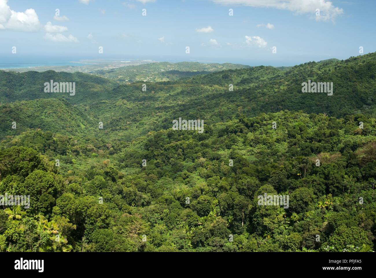 Puerto Rico, El Yunque National Forest, Blick über die Baumkronen Stockfoto