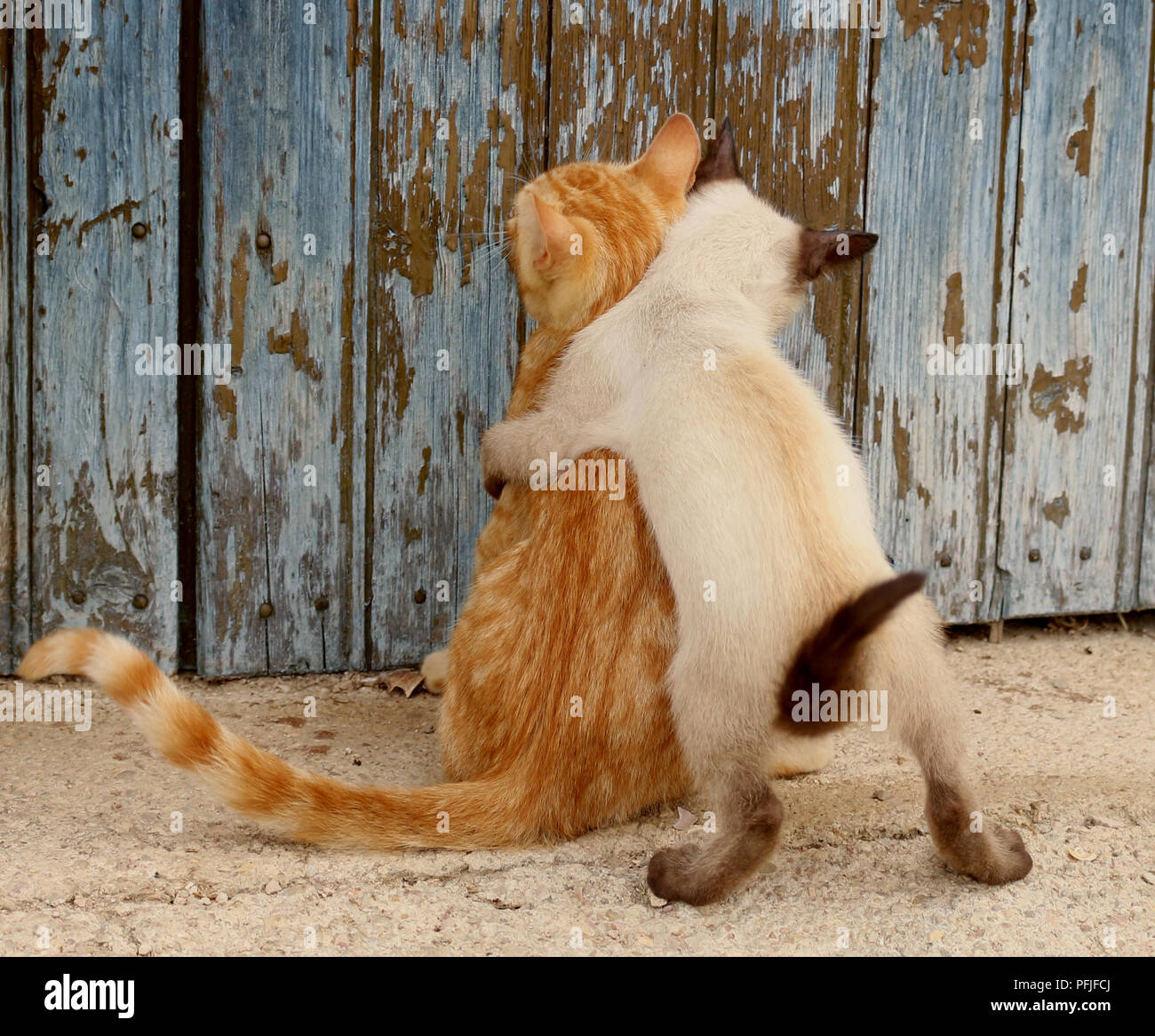 Zwei Kätzchen, Ingwer und Thai, huging einander Stockfoto