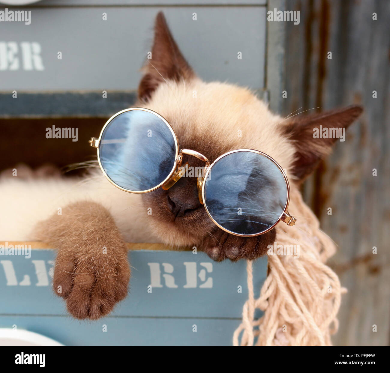 Siam kitten, Thai, 10 Wochen alt, in einer Schublade eines Schrankes liegend, Schlafen mit Sonnenbrille Stockfoto
