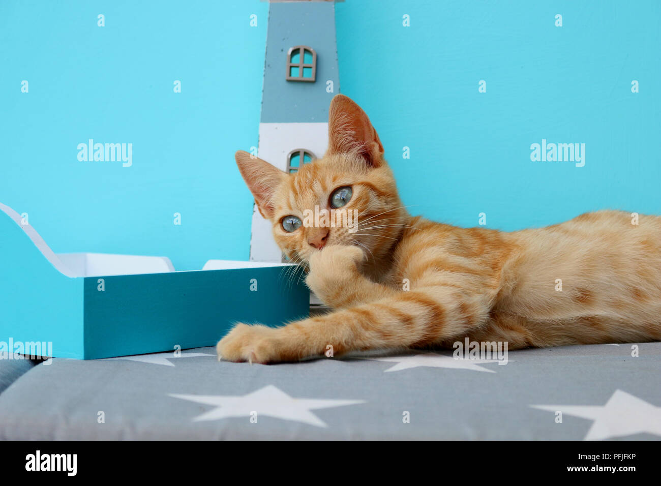 Junge Hauskatze, Ingwer, 3 Monate alt Stockfoto
