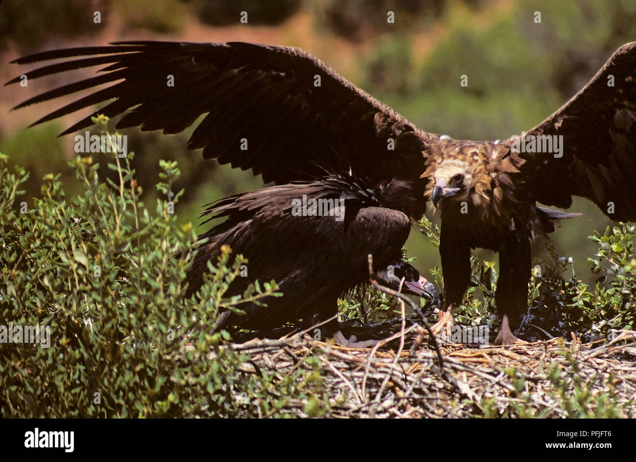 Eurasischen Mönchsgeier (Aegypius monachus) - Nest auf einer Korkeiche (ein Erwachsener und ein Junge). Im südlichen Spanien. Europa Stockfoto