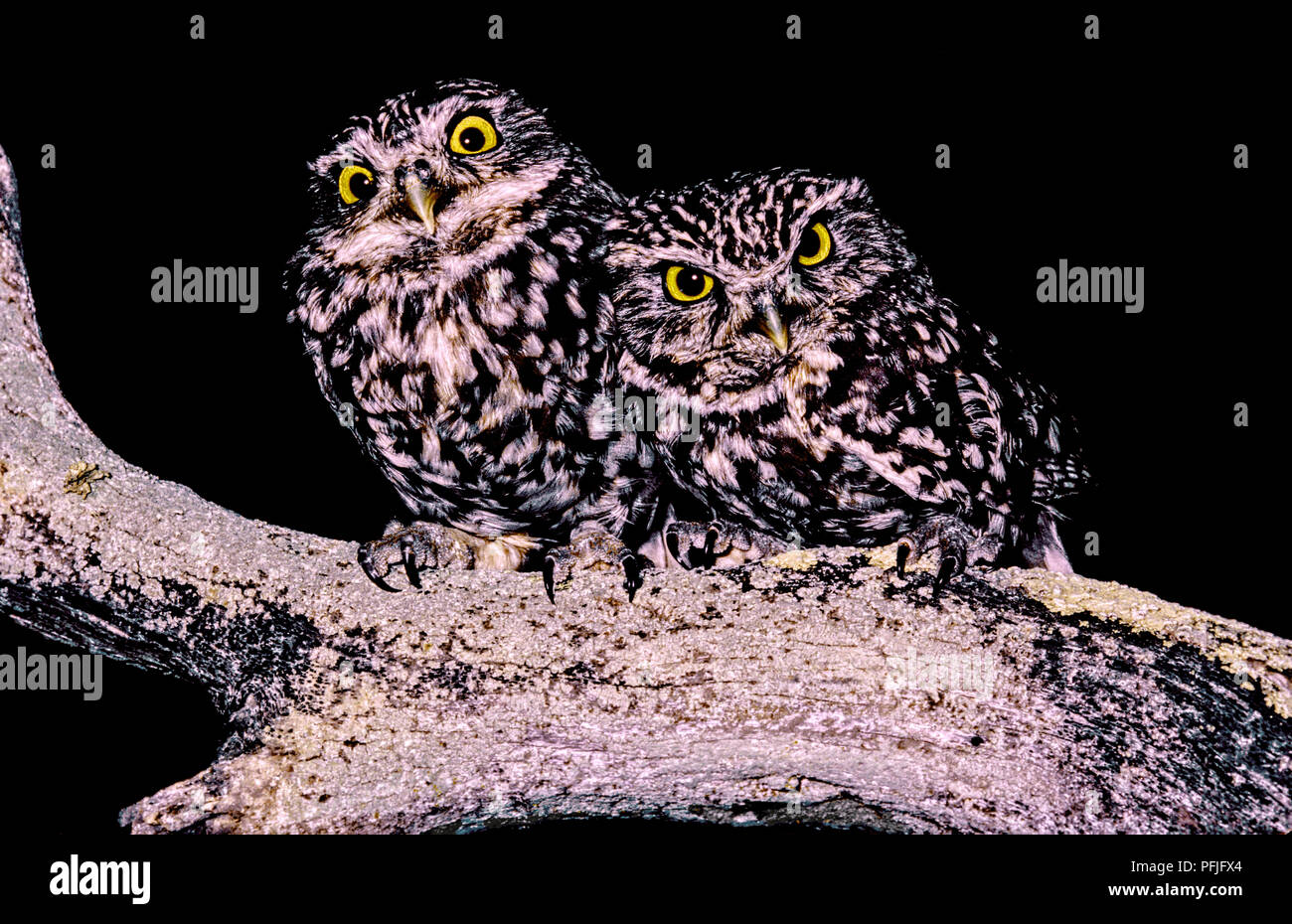 Steinkäuze (Athene noctua) auf einem Baum in der Nacht. Im südlichen Spanien. Europa Stockfoto