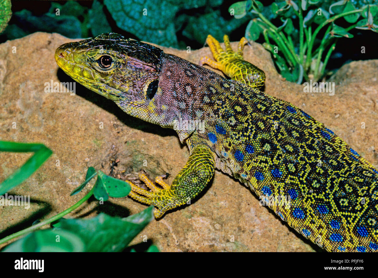Lembeh Lizard (Timon fuchsjagd oder Lacerta lepida). Im südlichen Spanien. Europa Stockfoto