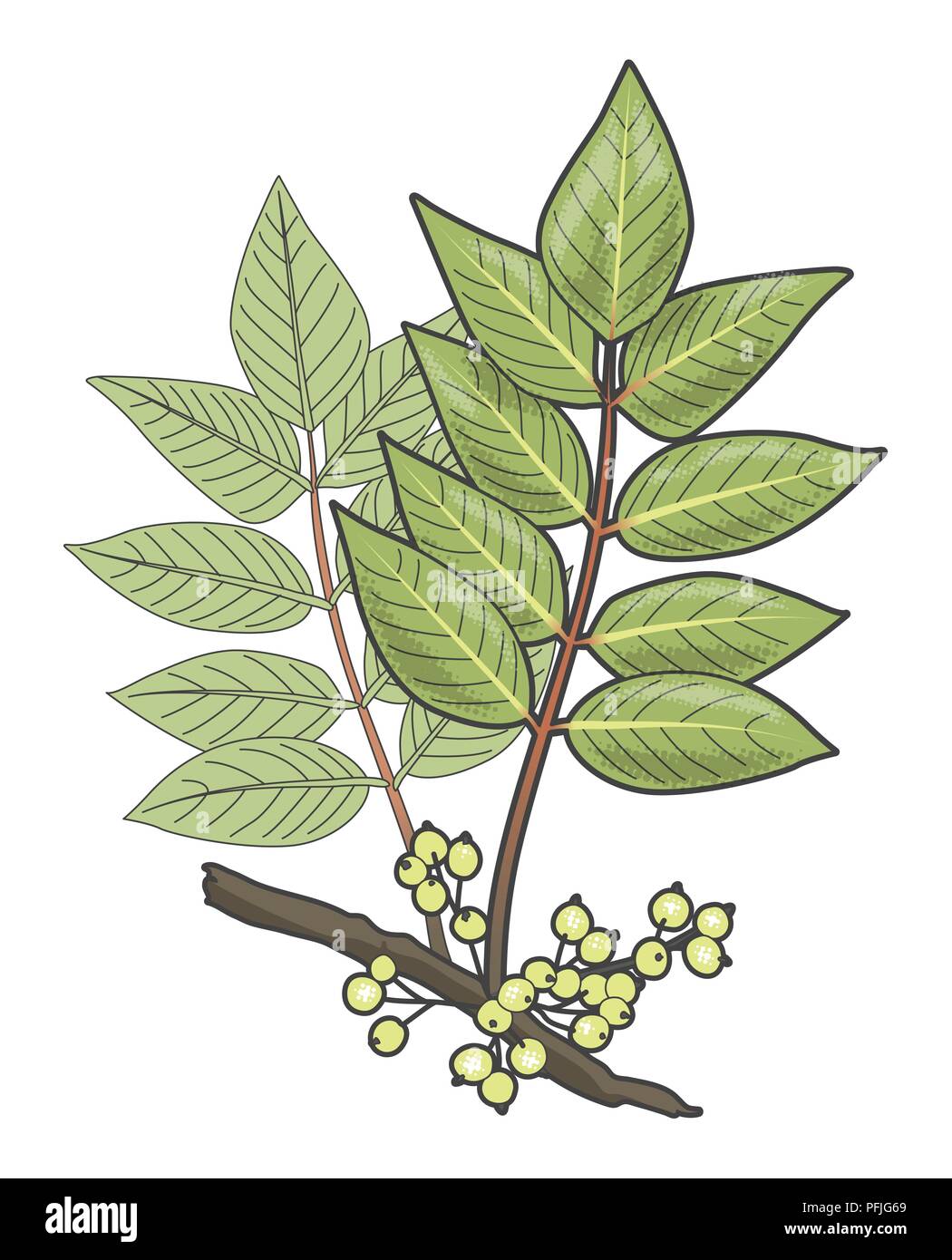 Digitale Abbildung: Toxicodendron vernix oder Rhus vernix (Poison Sumach), Blätter und Beeren auf Stammzellen Stockfoto Digitale Abbildung: Toxicodendron vernix oder Rhus vernix (Poison Sumach), Blätter und Beeren auf Stammzellen Stockfoto
