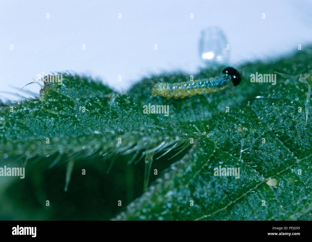 Rot Schmetterling Admiral (Vanessa atalanta), Caterpillar auf Blatt, mit Ei im Hintergrund, Nahaufnahme Stockfoto