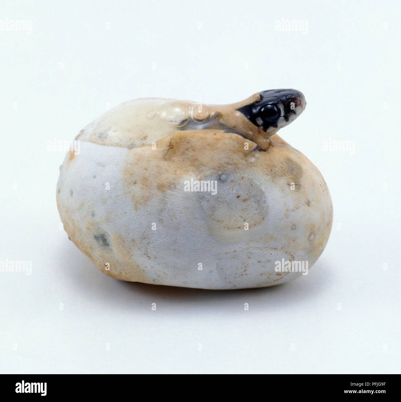 Ringelnatter (Natrix natrix), die sich aus Ei Stockfoto