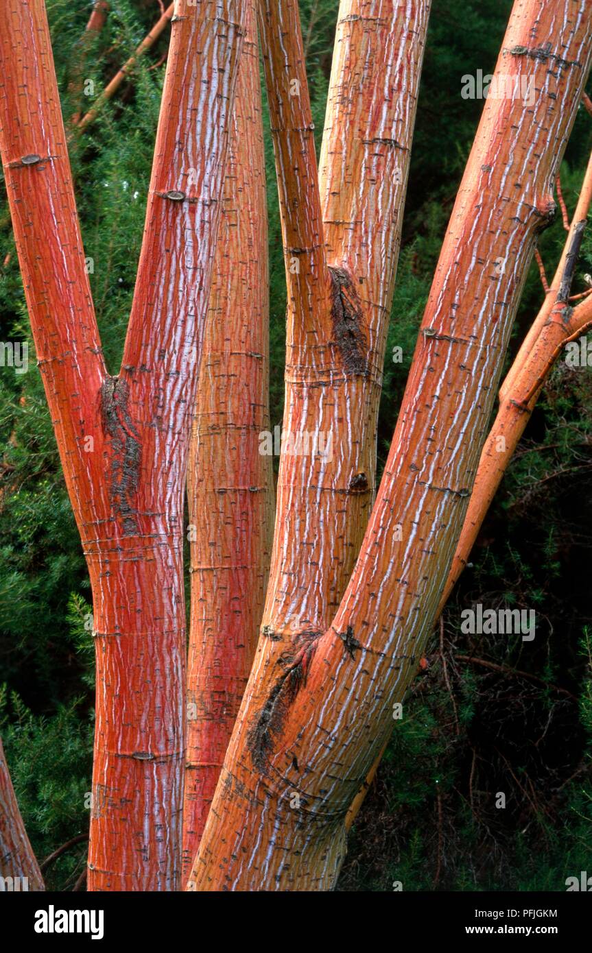 Acer pensylvanicum (Gestreifte Ahorn), Baumstamm mit roten Rinde Stockfoto