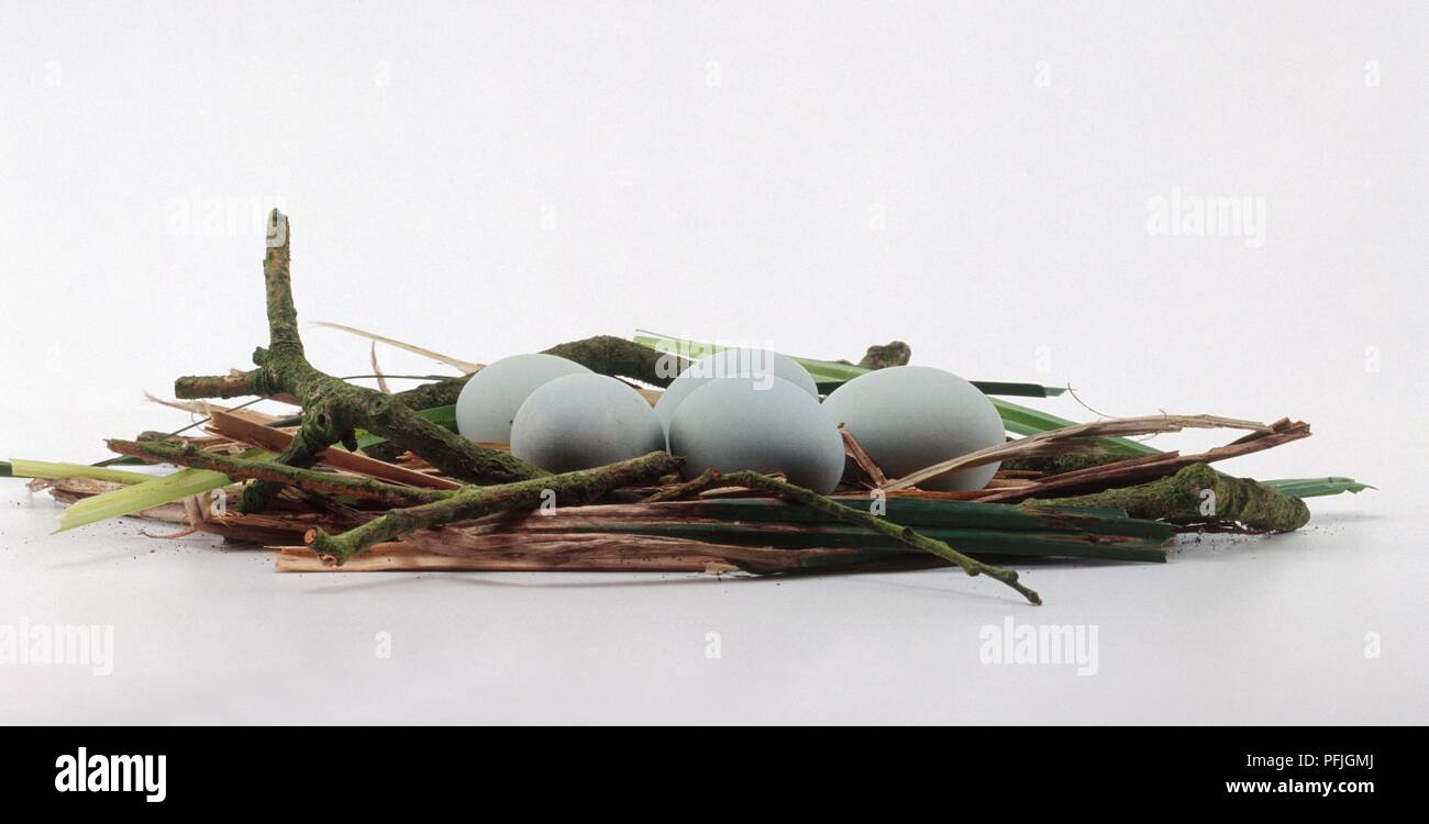 Schwarz - gekrönte Nachtreiher (Nycticorax nycticorax) Eier im Nest Stockfoto