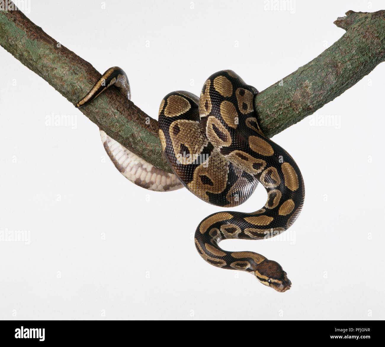 Royal python (Python regius), zusammengerollt, die um einen Zweig der Baumstruktur Stockfoto
