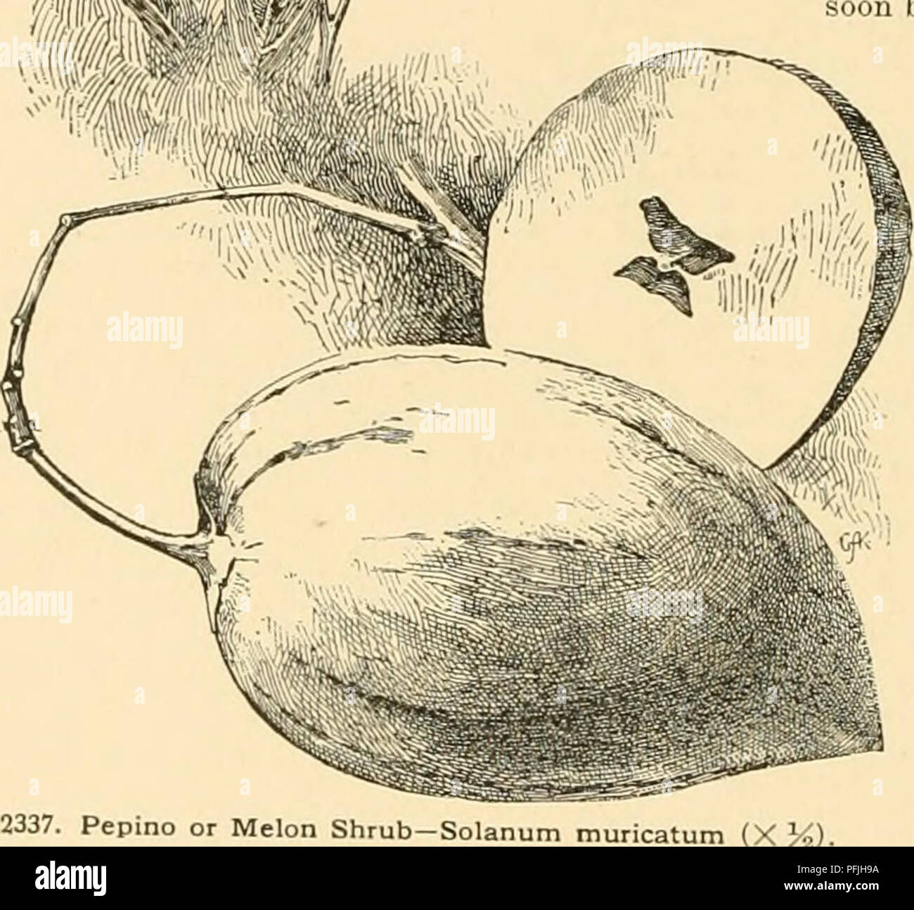 . Cyclopedia der amerikanischen Gartenbau: Bestehend aus Anregungen für den Anbau von Gartenpflanzen, Beschreibungen der Arten von Obst, Gemüse, Blumen und Zierpflanzen in den Vereinigten Staaten und in Kanada verkauft, zusammen mit geographischen und Biographische Skizzen. Gartenbau, Gartenbau, Gartenbau, Gartenbau. Ually durch verdickte oder KNÖTCHENFÖRMIGE U-Stämme, kahl oder Behaart - Behaart: Ivs. ungleich pmnate, die 5-9 länglich-eiförmig Ifts. mit viel kleineren: Fls. Lila oder Weiß, in Langen - dichotome stammte Cluster, der Corolla prominent Gelappt: Fr zwischengeschaltet. Stockfoto . Cyclopedia der amerikanischen Gartenbau: Bestehend aus Anregungen für den Anbau von Gartenpflanzen, Beschreibungen der Arten von Obst, Gemüse, Blumen und Zierpflanzen in den Vereinigten Staaten und in Kanada verkauft, zusammen mit geographischen und Biographische Skizzen. Gartenbau, Gartenbau, Gartenbau, Gartenbau. Ually durch verdickte oder KNÖTCHENFÖRMIGE U-Stämme, kahl oder Behaart - Behaart: Ivs. ungleich pmnate, die 5-9 länglich-eiförmig Ifts. mit viel kleineren: Fls. Lila oder Weiß, in Langen - dichotome stammte Cluster, der Corolla prominent Gelappt: Fr zwischengeschaltet. Stockfoto