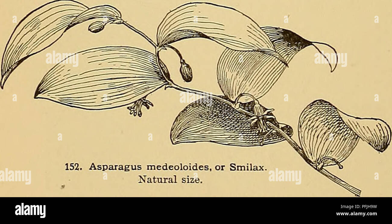 . Cyclopedia der amerikanischen Gartenbau, bestehend aus Anregungen für den Anbau von Gartenpflanzen, Beschreibungen der Arten von Obst, Gemüse, Blumen und Zierpflanzen in den Vereinigten Staaten und in Kanada verkauft, zusammen mit geographischen und Biographische Skizzen. Im Garten arbeiten. 152. Spargel Medeoloides oder Smilax. Natürliche Größe. 155 (aber nicht Zwerg, wie der Name schon sagt), ist einfacher Bürger, als die Art, von der sie auszeichnet, nach Watson", die von der Fülle und Ebenheit von Wedel, und durch seine Weigerung, durch Stecklinge, Abteilung der 153 multiplizieren. Spargel Spre Stockfoto