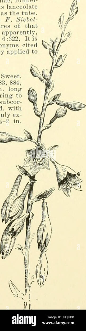 . Cyclopedia der amerikanischen Gartenbau, bestehend aus Anregungen für den Anbau von Gartenpflanzen, Beschreibungen der Arten von Obst, Gemüse, Blumen und Zierpflanzen in den Vereinigten Staaten und in Kanada verkauft, zusammen mit geographischen und Biographische Skizzen, und eine Übersicht über das Pflanzenreich. Gartenarbeit - - Wörterbücher; Pflanzen-- Nordamerika Enzyklopädien. 882. Funkia subcordata (X 1-5). ciscens, Hort. F. cordita, Sieb.). Unterscheidet sich von der letzten in der metallic blau Farbe des weniger herzförmige lvs., der in der Schräge bläulich oder blass-angehauchter, schlanker - Verrohrt und kleinere Fls. Stockfoto . Cyclopedia der amerikanischen Gartenbau, bestehend aus Anregungen für den Anbau von Gartenpflanzen, Beschreibungen der Arten von Obst, Gemüse, Blumen und Zierpflanzen in den Vereinigten Staaten und in Kanada verkauft, zusammen mit geographischen und Biographische Skizzen, und eine Übersicht über das Pflanzenreich. Gartenarbeit - - Wörterbücher; Pflanzen-- Nordamerika Enzyklopädien. 882. Funkia subcordata (X 1-5). ciscens, Hort. F. cordita, Sieb.). Unterscheidet sich von der letzten in der metallic blau Farbe des weniger herzförmige lvs., der in der Schräge bläulich oder blass-angehauchter, schlanker - Verrohrt und kleinere Fls. Stockfoto