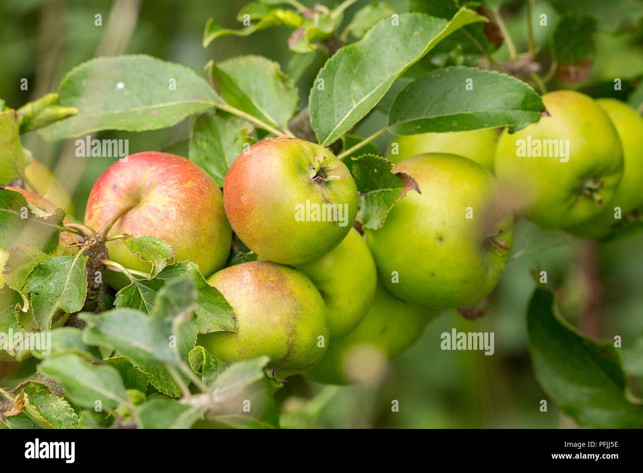 Äpfel wachsen Bereit zur Abholung aber in einem Naturschutzgebiet niedrig und zufällig erscheinen, gut für die Tierwelt. Grün und rosey roten Früchten auf kleinen beladenen Zweigen. Stockfoto