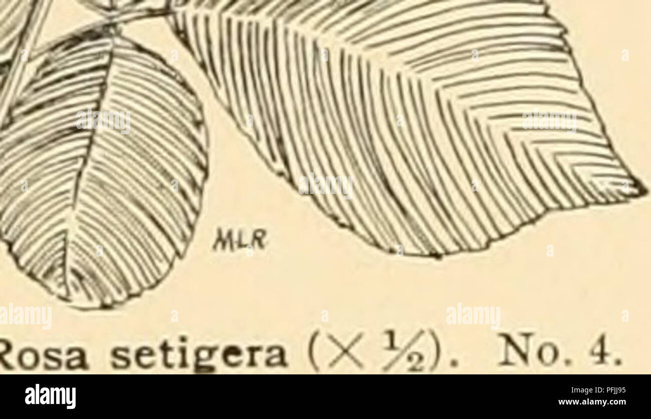 . Cyclopedia der amerikanischen Gartenbau: Bestehend aus Anregungen für den Anbau von Gartenpflanzen, Beschreibungen der Arten von Obst, Gemüse, Blumen und Zierpflanzen in den Vereinigten Staaten und in Kanada verkauft, zusammen mit geographischen und Biographische Skizzen. Gartenbau, Gartenbau, Gartenbau, Gartenbau. 1552 rosa Var. ptimila, Jacq. {H. Aiislnnca, CrKnU). Zwerg Form, mit kriechenden Wurzelstock: Hs. rot, single. Rot. Ros. (2:17, 2). Var. Centifolia, Regel {B. centifblia, Linn.). Kohl Rose. Lft. Normalerweise 5, pubertierende auf beiden Seiten oder nur unter größeren" und dünne Stockfoto