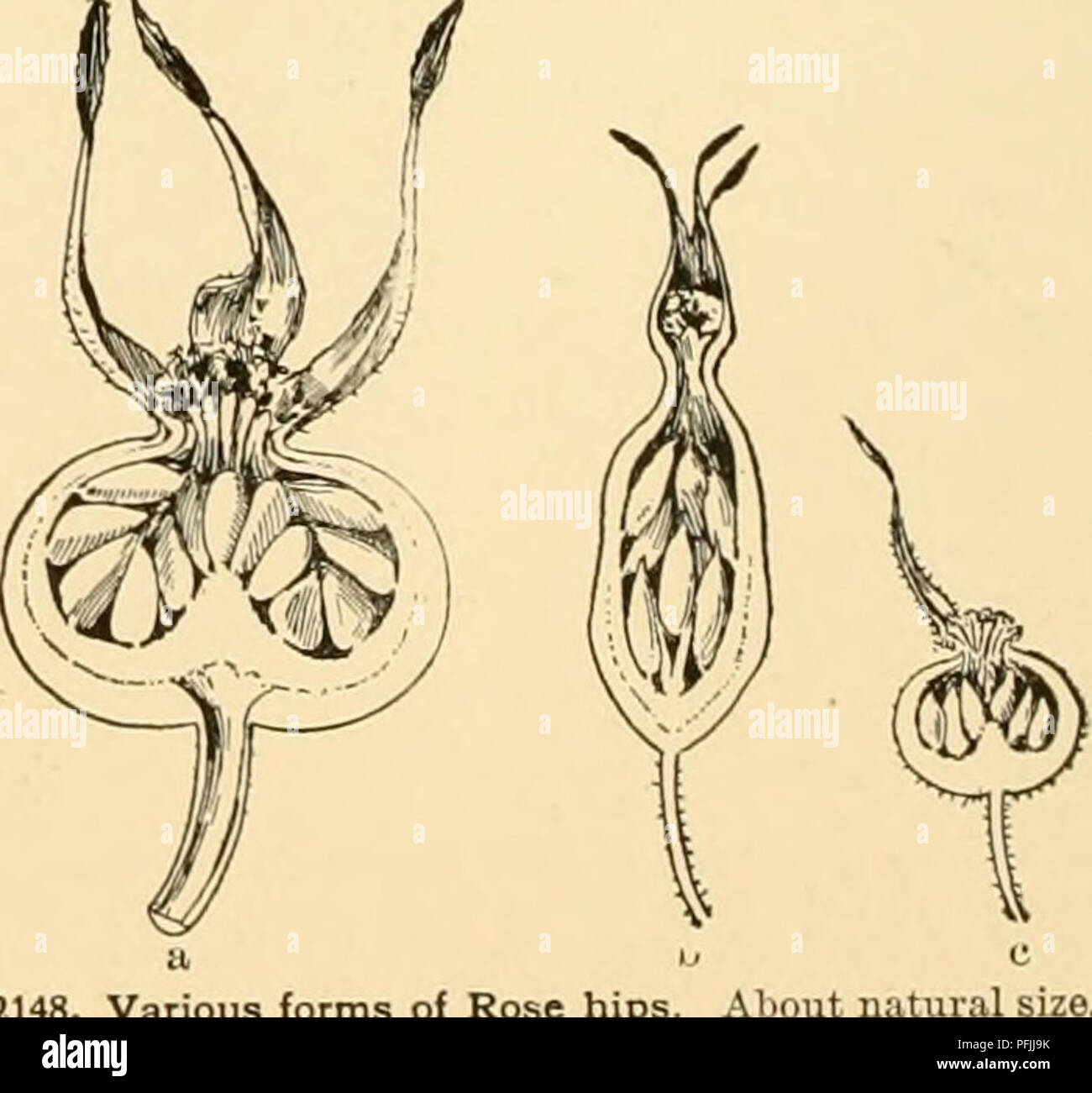 . Cyclopedia der amerikanischen Gartenbau: Bestehend aus Anregungen für den Anbau von Gartenpflanzen, Beschreibungen der Arten von Obst, Gemüse, Blumen und Zierpflanzen in den Vereinigten Staaten und in Kanada verkauft, zusammen mit geographischen und Biographische Skizzen. Gartenbau, Gartenbau, Gartenbau, Gartenbau. 1548 rosa Rosen, "mit 160 farbigen Platten (1817-1820). Es ist, wie unten Rot zitiert. Ros. Als die erste Auflage in Folio in nur sehr wenigen Bibliotheken gefunden wird, wird die kleinere Ausgabe wird in Klammern durch Volumen, Gruppen und die Reihenfolge der Platten zitiert, weder Seiten keine Stockfoto . Cyclopedia der amerikanischen Gartenbau: Bestehend aus Anregungen für den Anbau von Gartenpflanzen, Beschreibungen der Arten von Obst, Gemüse, Blumen und Zierpflanzen in den Vereinigten Staaten und in Kanada verkauft, zusammen mit geographischen und Biographische Skizzen. Gartenbau, Gartenbau, Gartenbau, Gartenbau. 1548 rosa Rosen, "mit 160 farbigen Platten (1817-1820). Es ist, wie unten Rot zitiert. Ros. Als die erste Auflage in Folio in nur sehr wenigen Bibliotheken gefunden wird, wird die kleinere Ausgabe wird in Klammern durch Volumen, Gruppen und die Reihenfolge der Platten zitiert, weder Seiten keine Stockfoto