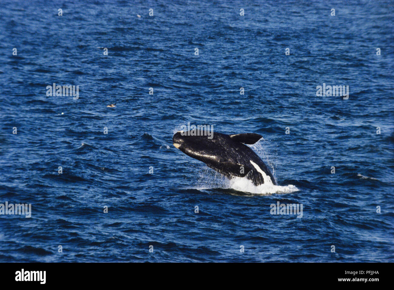 Southern Right Wal gesichtet der Oberfläche des Ozeans. Stockfoto