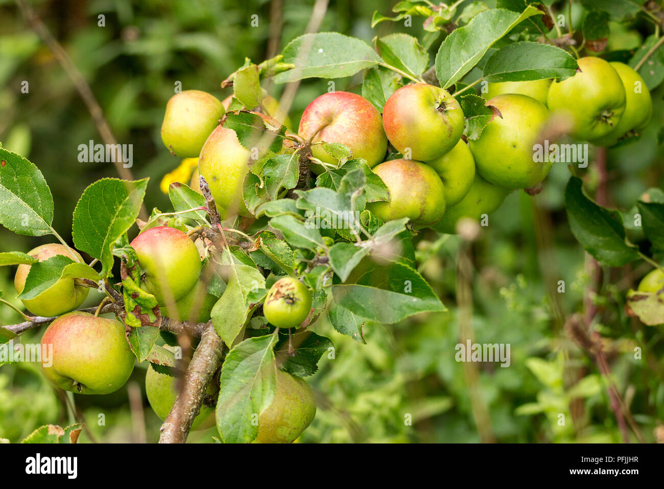 Äpfel wachsen Bereit zur Abholung aber in einem Naturschutzgebiet niedrig und zufällig erscheinen, gut für die Tierwelt. Grün und rosey roten Früchten auf kleinen beladenen Zweigen. Stockfoto