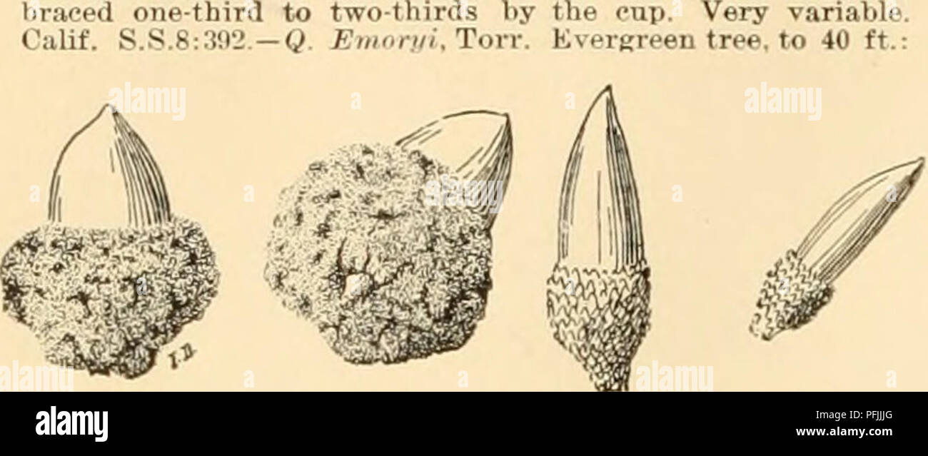 . Cyclopedia der amerikanischen Gartenbau: Bestehend aus Anregungen für den Anbau von Gartenpflanzen, Beschreibungen der Arten von Obst, Gemüse, Blumen und Zierpflanzen in den Vereinigten Staaten und in Kanada verkauft, zusammen mit geographischen und Biographische Skizzen. Gartenbau, Gartenbau, Gartenbau, Gartenbau. 1484 QUERCUS Acorn. S.Z. Vol. 1.2. (I.C. Ii. 12:233. Sehr wünschenswert everereea treeof vigorousgrowth. Var. variegata, Hort. Lvs. Kleiner. mit im Ausland, unregelmäßig, cremig-weißen Rand. G.C. Ii. 12: 233. âQ. Douglasi, Haken. &Amp; Arn. Baum, 60 ft., mit dichten, Runden-topp Stockfoto . Cyclopedia der amerikanischen Gartenbau: Bestehend aus Anregungen für den Anbau von Gartenpflanzen, Beschreibungen der Arten von Obst, Gemüse, Blumen und Zierpflanzen in den Vereinigten Staaten und in Kanada verkauft, zusammen mit geographischen und Biographische Skizzen. Gartenbau, Gartenbau, Gartenbau, Gartenbau. 1484 QUERCUS Acorn. S.Z. Vol. 1.2. (I.C. Ii. 12:233. Sehr wünschenswert everereea treeof vigorousgrowth. Var. variegata, Hort. Lvs. Kleiner. mit im Ausland, unregelmäßig, cremig-weißen Rand. G.C. Ii. 12: 233. âQ. Douglasi, Haken. &Amp; Arn. Baum, 60 ft., mit dichten, Runden-topp Stockfoto