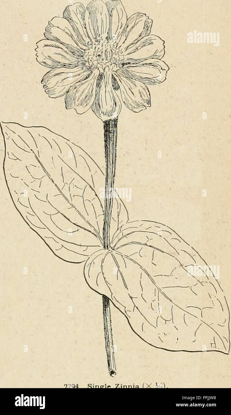 . Cyclopedia der amerikanischen Gartenbau, bestehend aus Anregungen für den Anbau von Gartenpflanzen, Beschreibungen der Arten von Obst, Gemüse, Blumen und Zierpflanzen in den Vereinigten Staaten und in Kanada verkauft, zusammen mit geographischen und Biographische Skizzen. Gartenarbeit. ilable in mehreren Farben, die nicht alle noch die tixed eeii.- (Ic überlappen.. luiiunM mit der elogans, mit seinen T-Form, s jetzt so sammenarbeit ist rceiit I'H I L> wurde nicht • arlv 6-Th.-II.11 ,1 w.. rkl; Xiiniiii Haageana ist an zweiter Stelle an Bedeutung Z ele-i/aiis. Die einheitliche Form wurde eingeführt Stockfoto