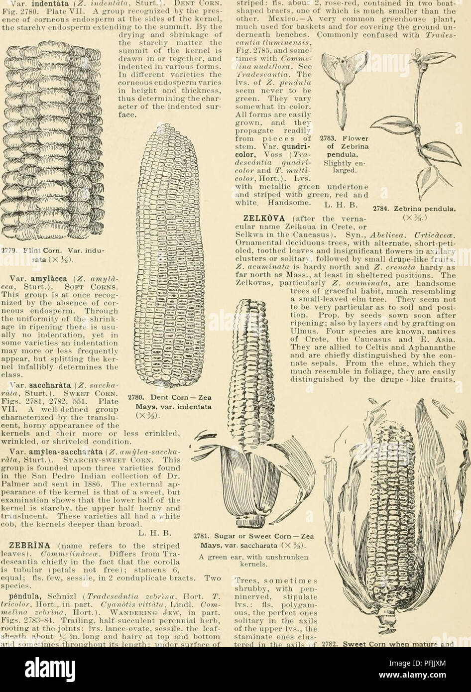 . Cyclopedia der amerikanischen Gartenbau, bestehend aus Anregungen für den Anbau von Gartenpflanzen, Beschreibungen der Arten von Obst, Gemüse, Blumen und Zierpflanzen in den Vereinigten Staaten und in Kanada verkauft, zusammen mit geographischen und Biographische Skizzen. Im Garten arbeiten. 2006 2, rose-rot, eontiiiued in zwei Boot-Acts, von denen eine viel kleinere tha Mexiko. - Eine sehr häufige Gewächshaus Pflanze, h für Körbe und zum Abdecken der Erde un-verwendet. Lea D-Ffe e H f ha eine pe-u t f eq ein fl fe c e n c spe e p6ndu T ous, der vollkommenen Einzelhaft in den Achseln der oberen Ivs., der Stam Stockfoto