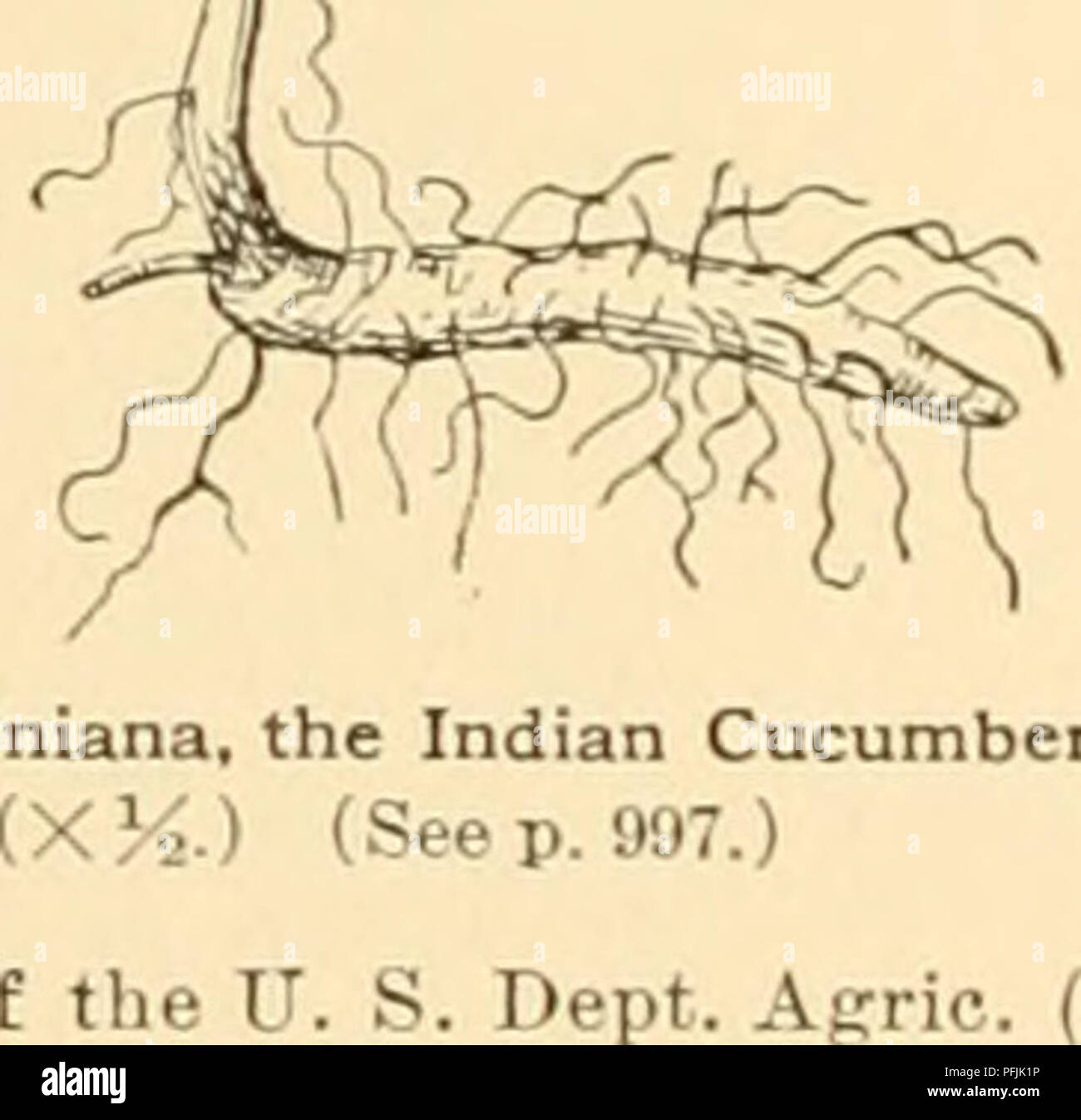 . Cyclopedia der amerikanischen Gartenbau: Bestehend aus Anregungen für den Anbau von Gartenpflanzen, Beschreibungen der Arten von Obst, Gemüse, Blumen und Zierpflanzen in den Vereinigten Staaten und in Kanada verkauft, zusammen mit geographischen und Biographische Skizzen. Gartenbau, Gartenbau, Gartenbau, Gartenbau. 1383. Virgil medeola Agrostology, US Abt. Agric). AA. . F^/s. gelb. B. in der Anlage jährliche und krautige. lupullna, Linn. Schwarz oder Hop Medick. NoNEsncH. Diffus, die Zweige oft Verwurzeln und immer 2-3 ft. langen, tief verwurzelt, und schwierig zu ziehen: Pflanze gla-brou Stockfoto