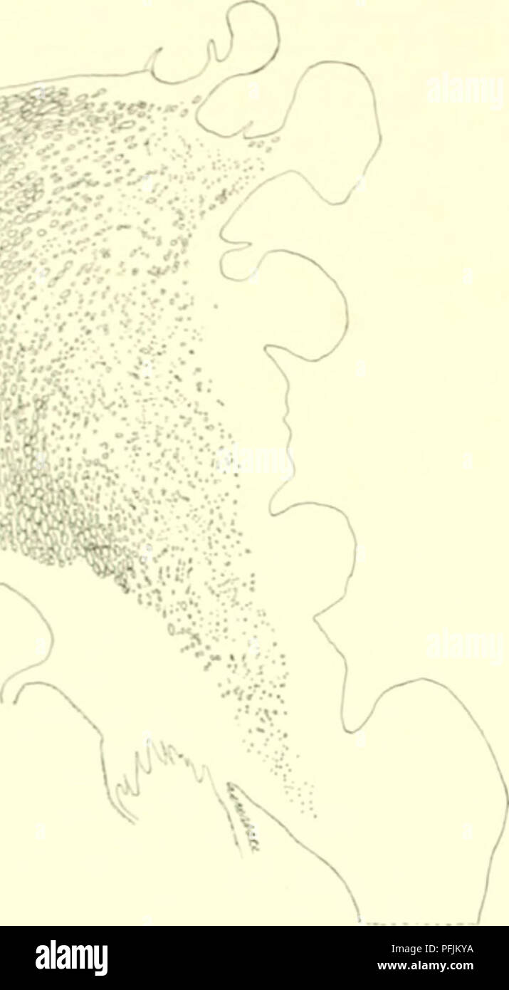 . Die dänische Ingolf-Expedition. Marine Tiere - arktischen Regionen; Wissenschaftliche Expeditionen; arktischen Regionen. 52 ACTINIARIA Vorkommen: Baffin Uav: 74 41 "X. 70° 30' W. 12 (xi m. - F 0,2 1 â¢'Â'â i-x&gt; ei. St. 13 Is") 1 spec.; 69' 50' N-.) ie. Bn:,. - H 0,4' (litKltliaati expcil. Str. 54) 1.&lt;t | Kf. Ich; rwnlantl-Jan Mayeii: 72 42'N. 14 4 : 69 = 31'x 7&gt; 6 V. 2465 m. Unten temp. -=- 1° nn Ich'^W^Yi (Iiipolf es|'DH. St. 113) 1 Sehr kleine speci-u^ N. hi n 2' W. 1373 m. Unten temp. ^ 0,8° (InH'". 125) 1 siH-oimt' II.; 67 53 "X. 10" 19 "V. 1902 m. Unten -^V/. Abb. 58. 4 m;) Ainii/Auj Mar Stockfoto