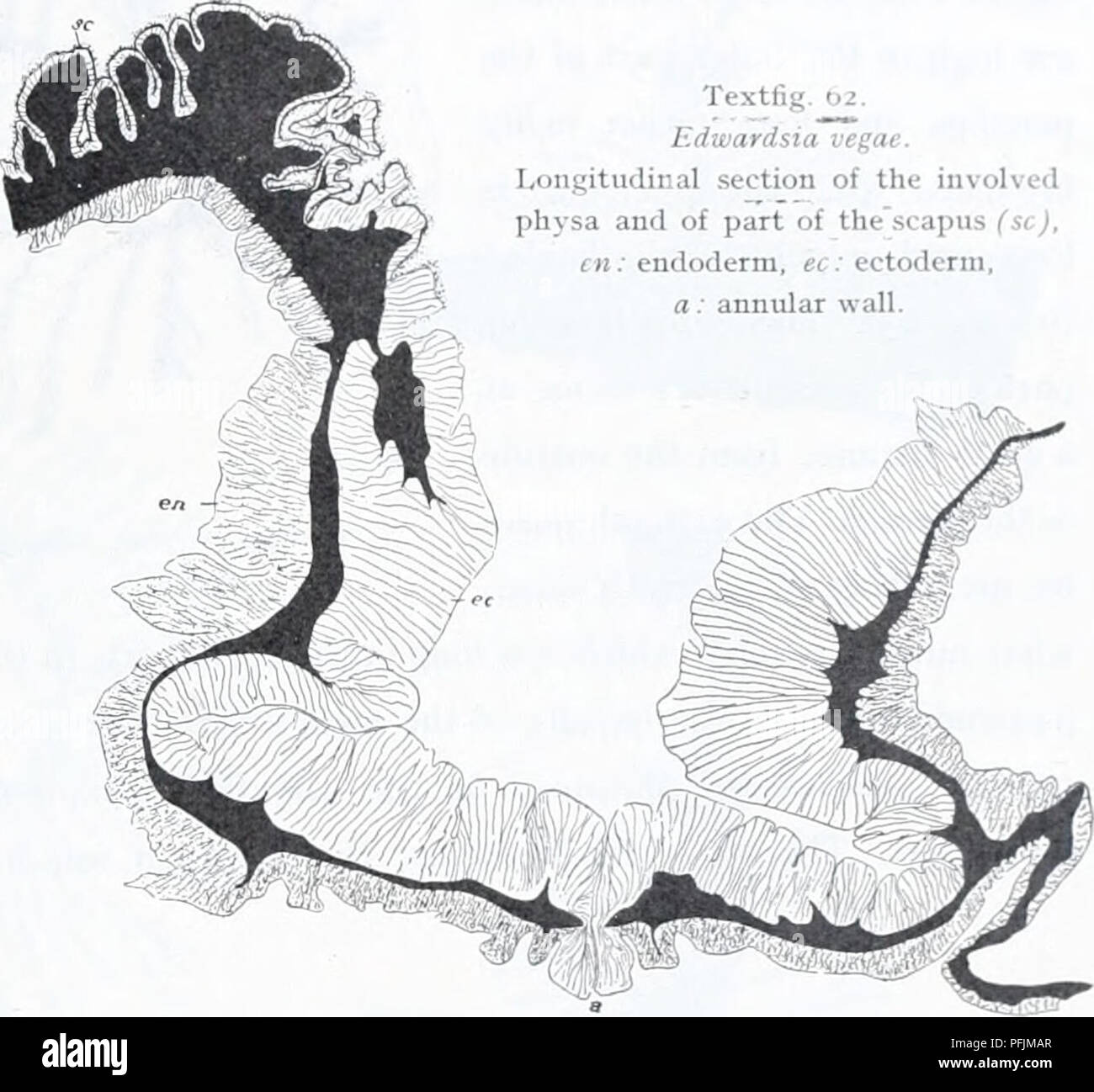 . Die dänische Ingolf-Expedition. Marine Tiere - arktischen Regionen; Wissenschaftliche Expeditionen; arktischen Regionen. ACTINIARIA 53 Textfig. 62. Edwardsia vegae. Längsschnitt der Beteiligten physa und eines Teils der scapus (Sc), en; Endoderm, EG; Ektoderm, a: ringförmige Mauer. Edwardsia vegae n. sp. Diagnose: Physa gut entwickelte, perforierte Bj-Öffnungen. Scapus mit relativ gut entwickelten Borke, polygonal, mit verteilten, vor allem in den unteren Teil große neniathybomes. Nematozysten des physa 14 - 19 p., die Der neniathybomes 84-loi X 3 //, die von den Tentakeln 19 - 24 x 2", die der Stockfoto