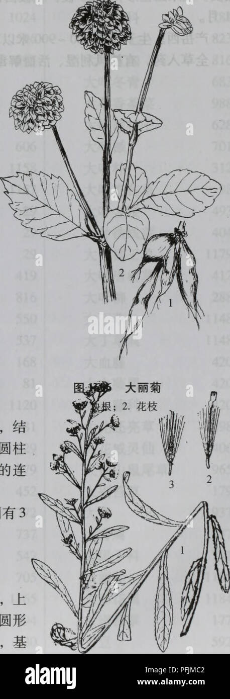 Da bie Shan wu Zhi Zhi. Botanik. Ä'åäºãèç ¦ ¾aeCompositae 1185 È ± Ï¼ä" È³å¤ å ± Ï¼ä"-ae § § aeéae Ï¼ä" ç" å® Ï¼çº¢ ãç" Ãç½è²ï¼èçå ¨ Ç¼aeå ç" å ¯ · 3 é½¿ Ï¼ä" - å¤®ç®¡ç¶ È ± Sie ä' ¤ ae §å® ï¼é Ï¼ç" "È²ï¼è±å ä' é¨ç¶ Ï¼é-éç¡ ¶ç" ¯ 5 é½¿ è £ Ï¼è±è¯åºé ¨ Éï¼è±ae±åaeé¡¶¯ç" å · çº¿ å½¢aeé¿ ae èå éå½"¢·ç¡¬ae ¯ çé¿auf éå ¨ ãç ¦ éå½ aeae"¢ aeae ¤ - åå½¢ ï¼é Ï¼aeå¹³ï¼è¾¹ç¼ae ç¿¡ ¶ç" å ae ¯ ¯ Åéï¼ae aeå · 中文 2 aeå ae¾°é½ ¿ à 27 çº¦ç§' Ï¼åå ²ï¼ä Äºç¾ae''" è¦ éä' - äºå¢¨è¿ å ¥ ¥ ¥ ãå ä¼¦ae ¯ äºãå ±å°é©¬ae ½å¹ Aeãaeå½å¼ç § 1 ç§ ã å¤§å"å ±± Ä¹aeã å¤§ä'½Èï¼Å¾ 1696) Dahlia pinnata Cav. Å¹'å¤ çèae ãåae ¹Ae £¬ç¶ ãèç Ï¼é" "ç" ç±³ï¼ç² 152 å £® Ï¼å ¤ åaeãå ¹Çï¼Å¶¶ å¯ç 1  3 Åç¾½ç¶ å¨è £ Ï¼ä 'é" å¶¶ ä'aeae åè çåµå½ Ï¼è £ £ ¢ aeé åµå½ åç ¿¶¢ Ï¼ä 'é¢ç°ç" ¿ ¤ È²ï¼ ä' é¢ ae ae¯ãå¤'ç¶ è±åº Stockfoto