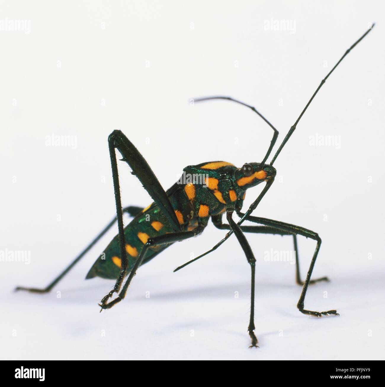 Assassin Käfer (Reduviidae) Stockfoto