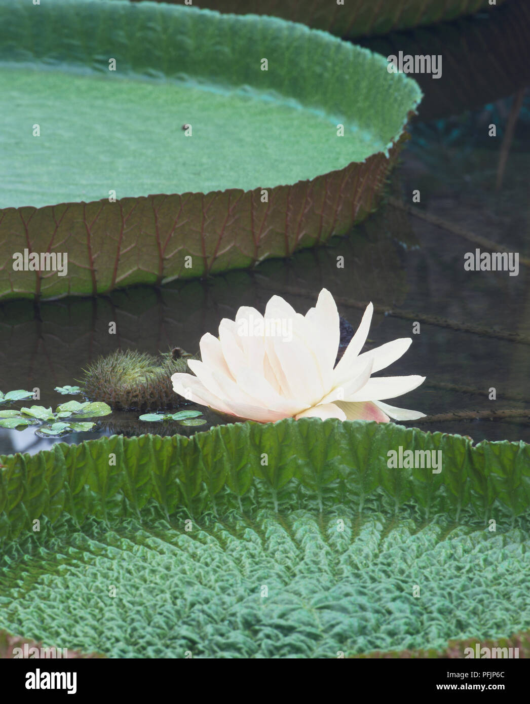 Victoria amazonica, Amazon Water Lily oder Royal Seerose, Seitenansicht Stockfoto