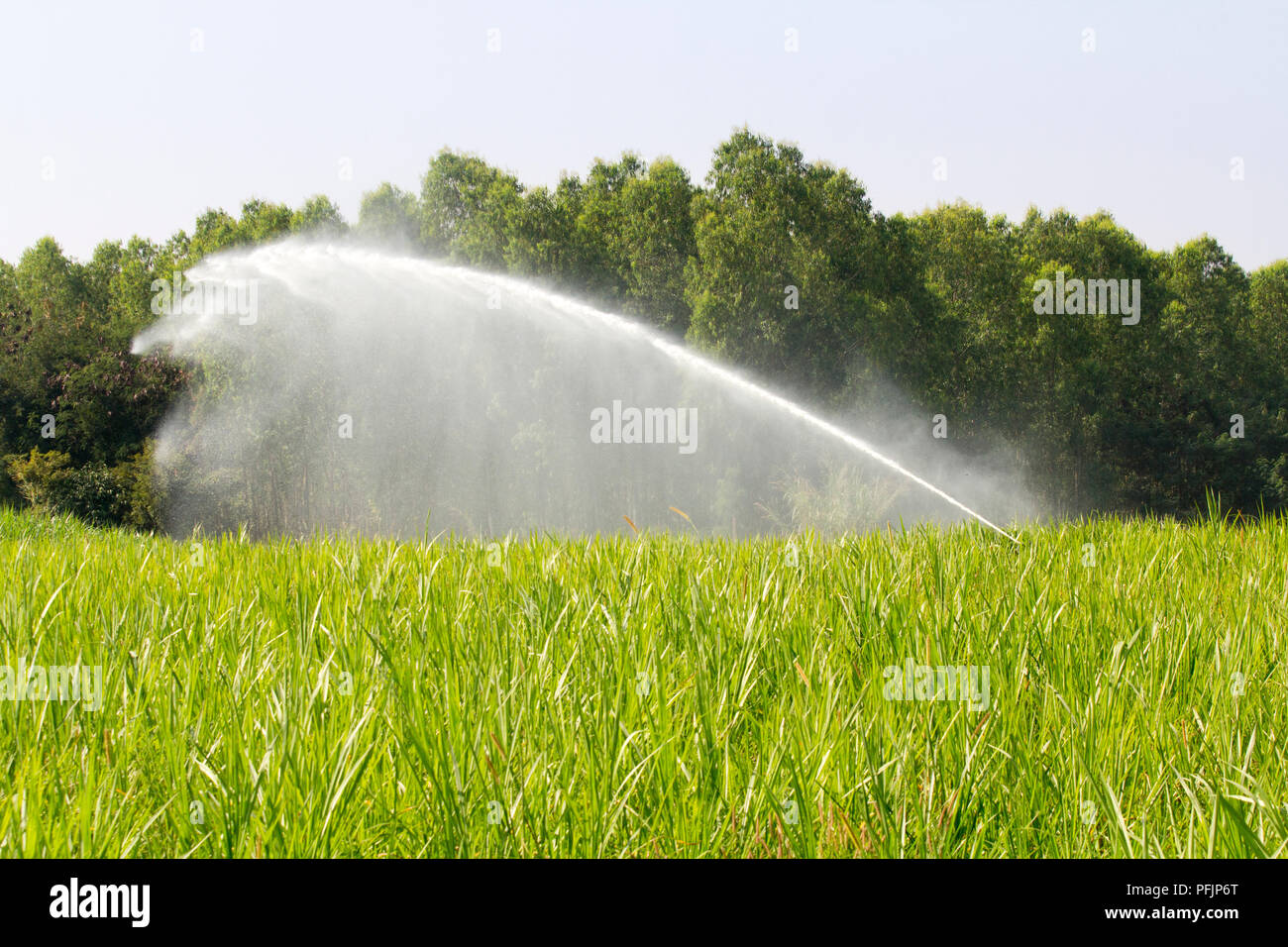 Sprinkler Bewässerung Napier Gras für Kuh in Bauernhof Stockfotografie -  Alamy