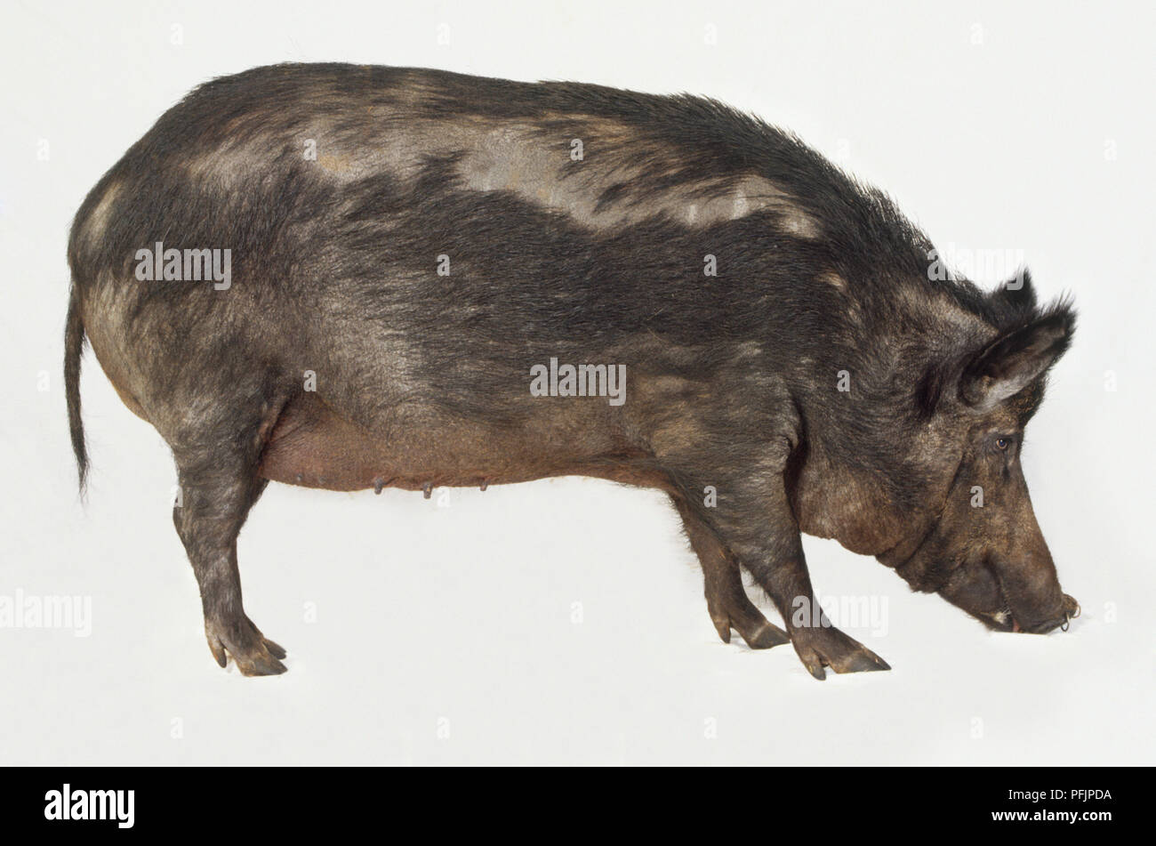 Weibliche Wildschwein (Sus scrofa), Seitenansicht Stockfoto