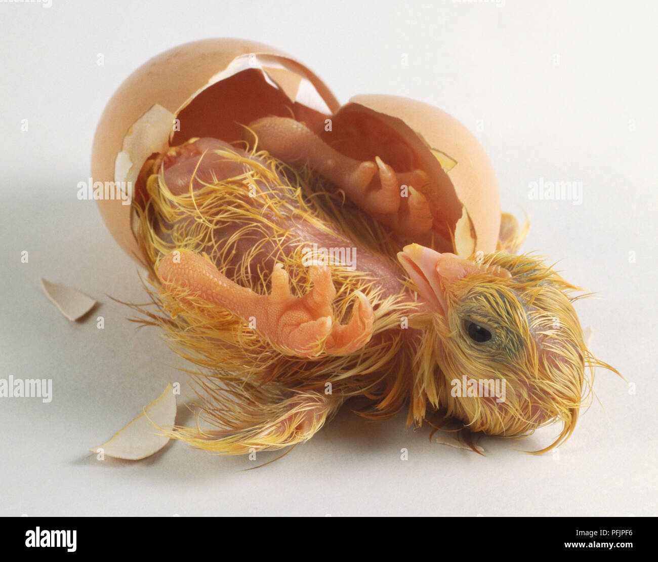 Kuken Gallus Gallus Schlupfen Aus Dem Ei Hohe