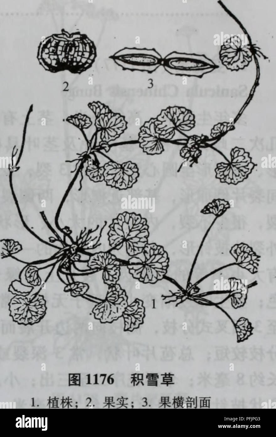 Da bie Shan wu Zhi Zhi. Botanik. Ââããä¼å½¢ç§ åå UmbeUiferae 827°ãå¤§å"å±±ae 1 ç§ ã ç§ ¯ Éªèï¼å¾ 1176) Centella asiatica (L. ) Städtische å¤¬ çèae å¹'é¿ ï¼èä Ãèååï¼ç" "çae ¹å¹¶ å''ç ae 2 çaeçç¶ å¶ ãå''å¯ä'ºåå çaeçãå¶¶ Ï¼å · aeï¼ Ãè¾å½ åå½¢¢¢ aeé © € è¹å½ Ï¼ç' gibt es 1 bis 5 åç ± ¯ ¿ ³Ï¼Ç¼Aeéé é½ Ï¼åºé ¨ auf éå¿ å½¢ae ¯ aeå Ï¼ae¨èä ççaeae èé¢"¯ç¶ ãåä¼å½ Ï¼ae È È ± åºçäºå 57¢¶ È ± Ï¼è åºae¢ é¿ 2  15 ae ¯ "ç±³Ï¼Ae" èçå '' 2 Ï¼å®¿å-Ï¼aeè ± 34 Aeµï¼å ae aeï¼ èéaeå¤'ç¶ Ï¼è±ç ç £'" çº¢È²aeä¹³ç½è²ï¼èè' ¨ ãaeå® å¢ çå½ Ï¼ç ¨ ä¾ § Aeï¼é çº¿ ¦ 3 ae ¯ "ç±³ï¼å® ½çº ¦ 3. 5ae ¯ "ç±³Ï¼Åae çè Å¹¼ae¶¢"¯aeae Ï¼aeçae¶ å ae" Ï¼ae £ ±é'å · éèµ · çae ¨ ªåç½ Çº¹ãè ç¶±ae 35 69 Aeï¼aeae aeã äº§å¤§å"å ±±° åå ãçäºé'ae¹¿aeae çèå°°'å Ae²è¾¹ã ¨ èå ¥ è ¯ Ï¼ae'ç-å© ae¹¿ãae¶ è¿ è§ £ ae ¯'" ae² Ï¼ä" è · aeae Stockfoto