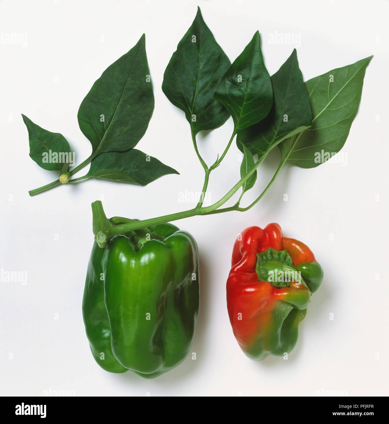 Red Paprika und grünem Pfeffer verbunden Stammzellen zu grünen Stockfoto