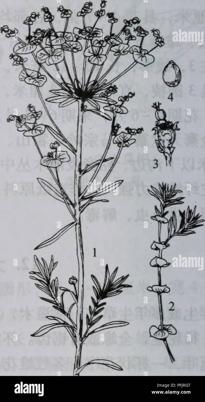 Dieser botanische Leitfaden bietet detaillierte Beschreibungen verschiedener Pflanzenarten, mit Schwerpunkt auf Euphorbia esula L. oder Blattspurge, einer Art, die für ihre weite Verbreitung und ökologische Wirkung bekannt ist. Er enthält Tipps zur Kultivierung und Identifizierung. Stockfoto