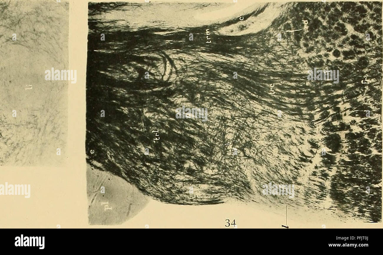 . Denkschriften der Medicinisch-Naturwissenschaftlichen Gesellschaft zu Jena. 4&lt; iD-fi-*^ y.':^s^:^^: â â ¬;^; - V..-/v^'.; â¢â¢â¢. VÂ"'â¢ -^V"Â";:^' -.-; v-. Ich." tSN,. V^r35 O. Vogt, Neurobiologischc Arbeiten, 2. Serie, Bd. 1, Bl. I, Taf. 6.. Â Â" - Ã¼." * "w": 36 37. Bitte beachten Sie, dass diese Bilder sind von der gescannten Seite Bilder, die digital für die Lesbarkeit verbessert haben mögen - Färbung und Aussehen dieser Abbildungen können nicht perfekt dem Original ähneln. extrahiert. Medizinisch-naturwissenschaftliche Gesellschaft zu Jena. Stockfoto