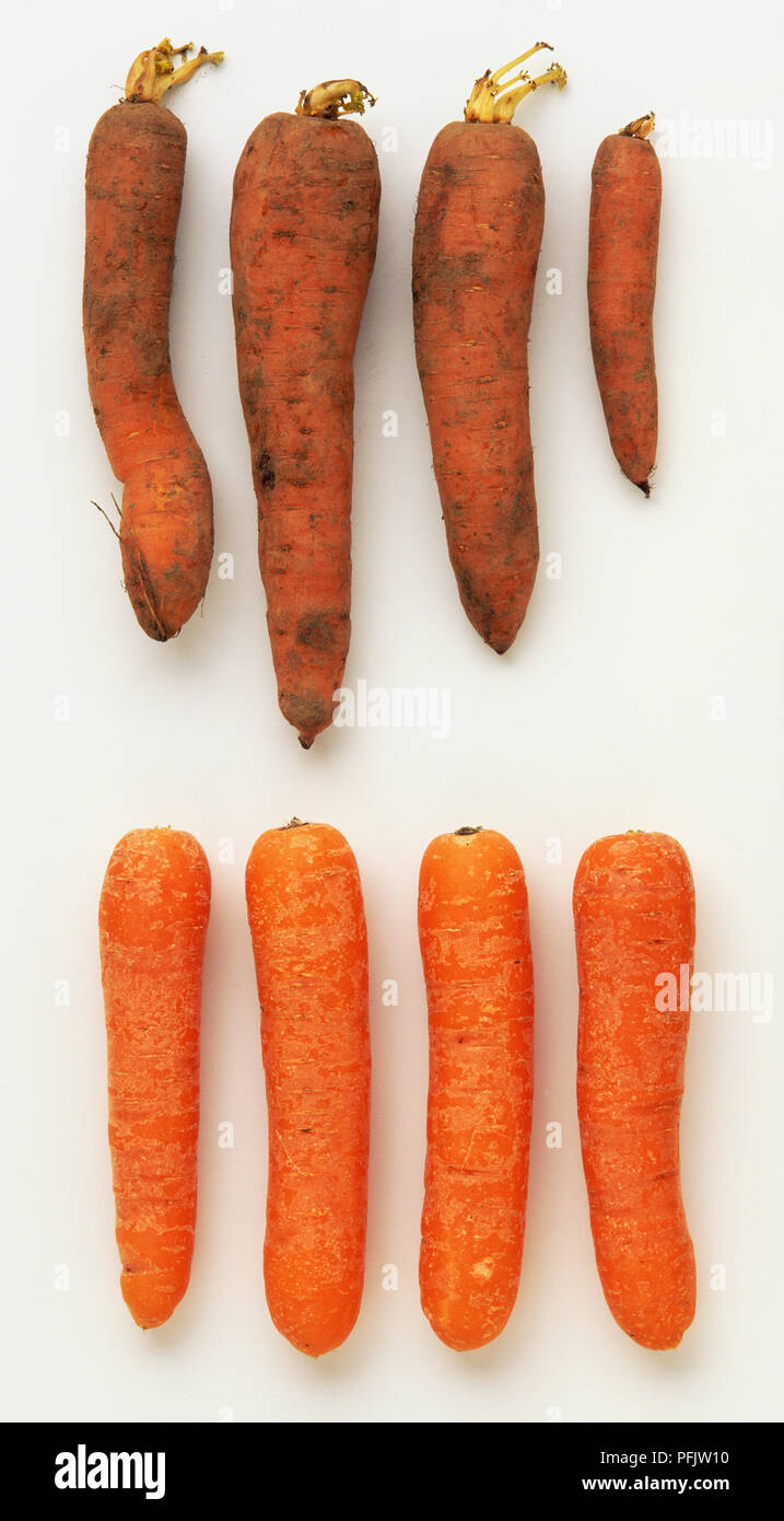 Organischen und nicht-organischen Karotten Stockfoto